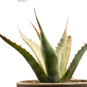 Agave shawii var. goldmaniana seed-grown specimen with broad blue-green foliage in ceramic pot
