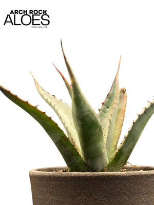 Agave shawii var. goldmaniana seed-grown specimen with broad blue-green foliage in ceramic pot
