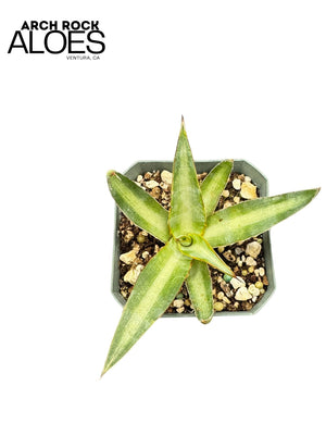 Agave ghiesbreghtii