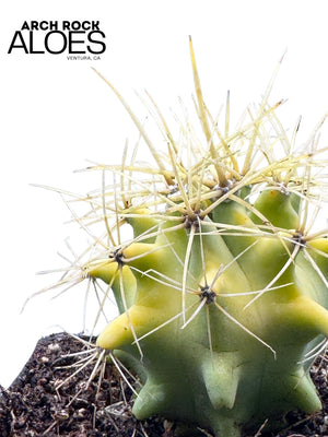 Ferocactus (F. echidne x glaucescens)
