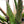 Aloe divaricata hybrid specimen