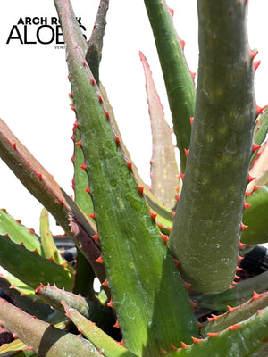 Aloe divaricata hybrid specimen