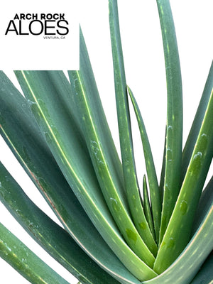Kumara plicatilis x Aloe speciosa specimen LG