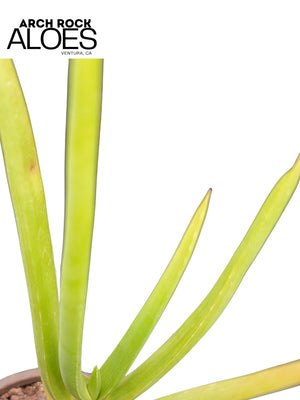 Aloe sabaea