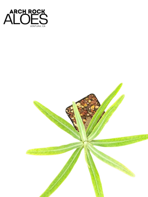 Euphorbia Lambii