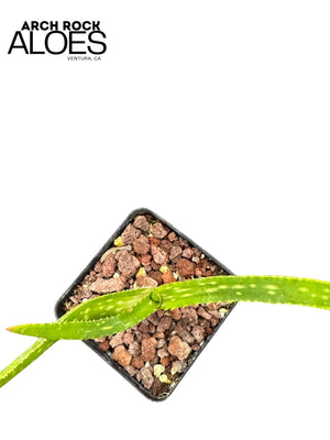 Aloe cooperi x Aloe ngobitensis