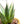 Agave Blue Glow (Agave attenuata x Agave ocahui)