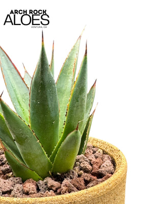 Agave Blue Glow (Agave attenuata x Agave ocahui)