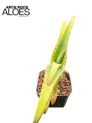 Aloe arenicola x Aloe rubroviolacea — One-Off Specimen