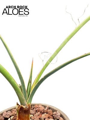 Yucca potosina