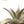 Dyckia platyphylla