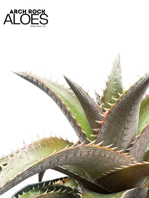 Dyckia platyphylla