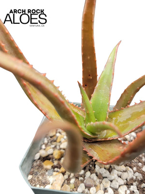 Aloe ‘Guinan’