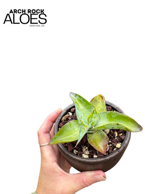 Agave vilmoriniana