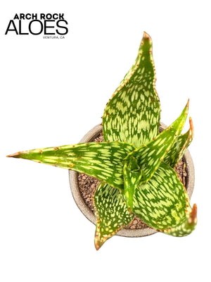 Aloe harlana