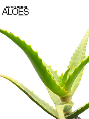 Aloe rubroviolacea x Aloe rupestris