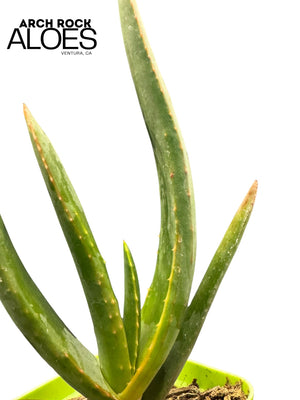 Kumara plicatilis x Aloe excelsa