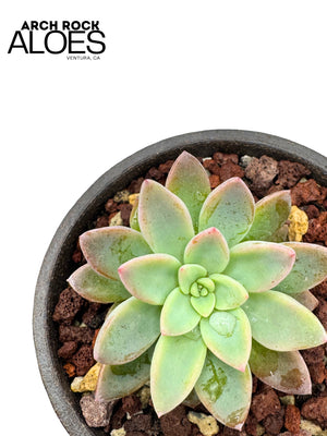 Graptopetalum rusbyi hybrid