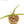 Yucca carnerosana — Seed Grown | Giant Spanish Dagger