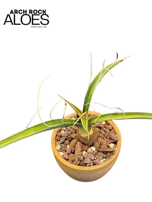 Yucca carnerosana — Seed Grown | Giant Spanish Dagger