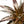 Dyckia 'Burgundy Ice'