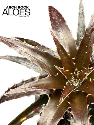 Dyckia 'Burgundy Ice'
