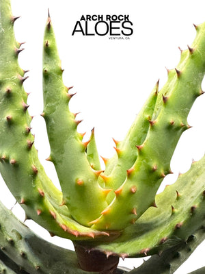 Aloe rupestris × Aloe excelsa