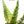 Aloe rupestris × Aloe excelsa