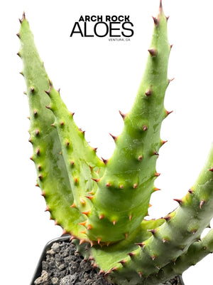 Aloe rupestris × Aloe excelsa