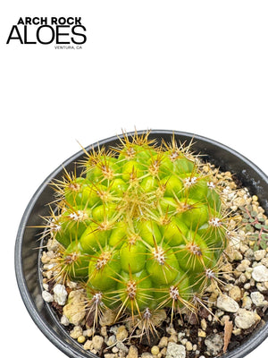 Matucana grandiflora x Oreocereus dolzeanus