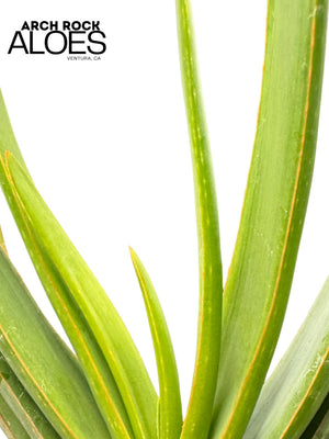 Kumara plicatilis x Aloe speciosa specimen