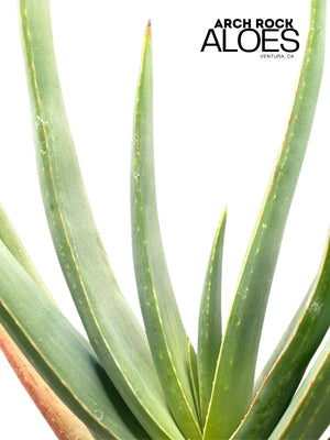 Kumara plicatilis × Aloe speciosa