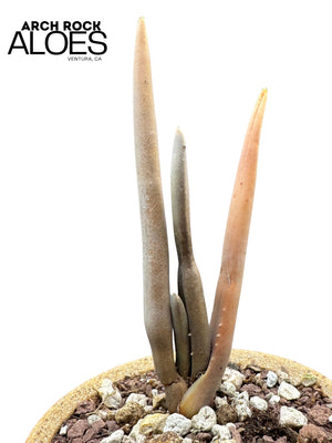 Aloe suzannae