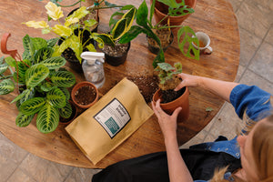 Indoor Soil Blend