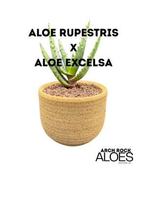 Aloe rupestris × Aloe excelsa