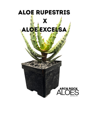 Aloe rupestris × Aloe excelsa