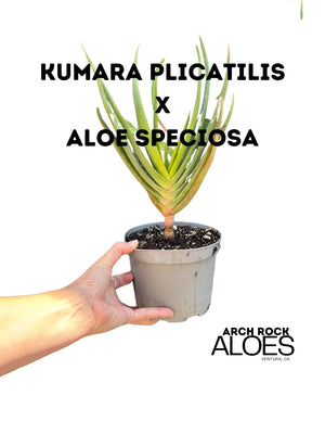 Kumara plicatilis x Aloe speciosa specimen