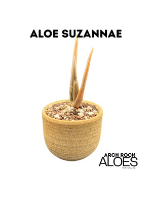 Aloe suzannae