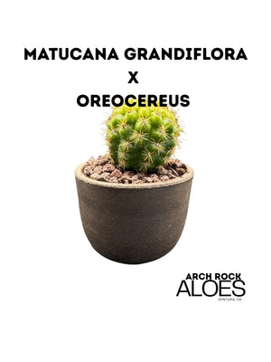 Matucana grandiflora x Oreocereus dolzeanus