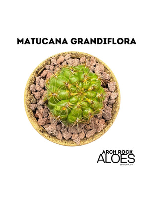 Matucana grandiflora