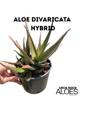 Aloe divaricata hybrid specimen
