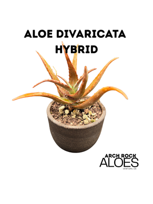Aloe divaricata hybrids
