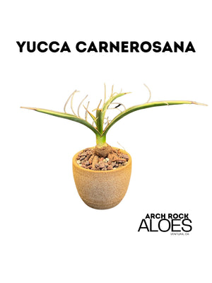Yucca carnerosana — Seed Grown | Giant Spanish Dagger