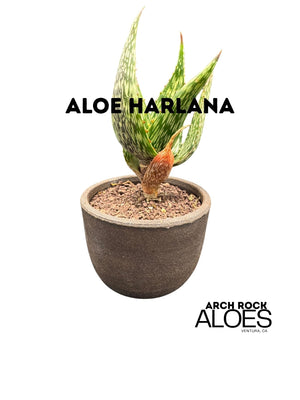 Aloe harlana