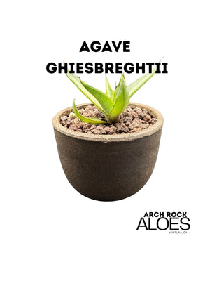 Agave ghiesbreghtii
