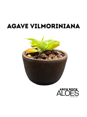 Agave vilmoriniana