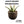Agave shawii var. goldmaniana seed-grown specimen with broad blue-green foliage