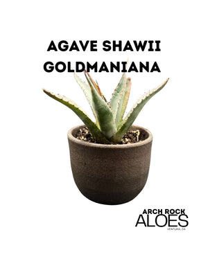 Agave shawii var. goldmaniana seed-grown specimen with broad blue-green foliage