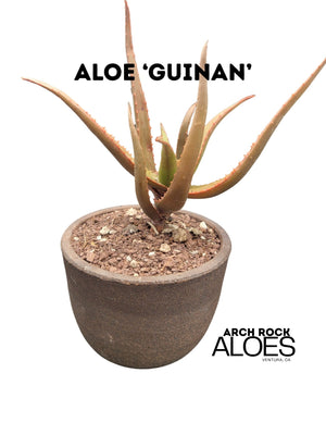 Aloe ‘Guinan’