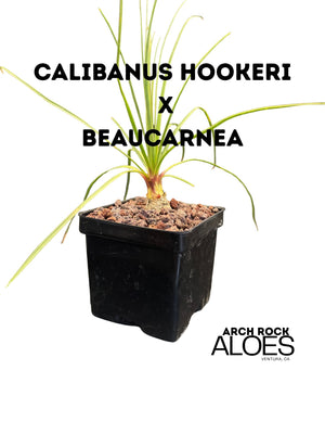 Calibanus hookeri x Beaucarnea
